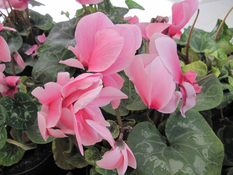 Pink Cyclamen Flowers — Calm, Photograph, Green Leaves