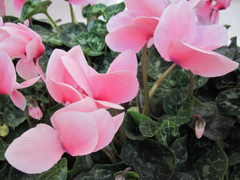 Pink Cyclamen Flowers — Calm, Photograph, Leaves, Buds