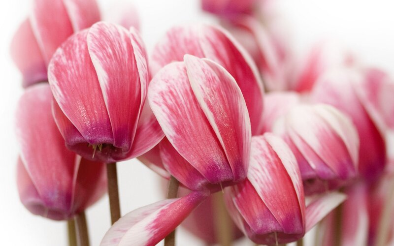 Pink Cyclamen Flowers — Calm, Photograph, Stems