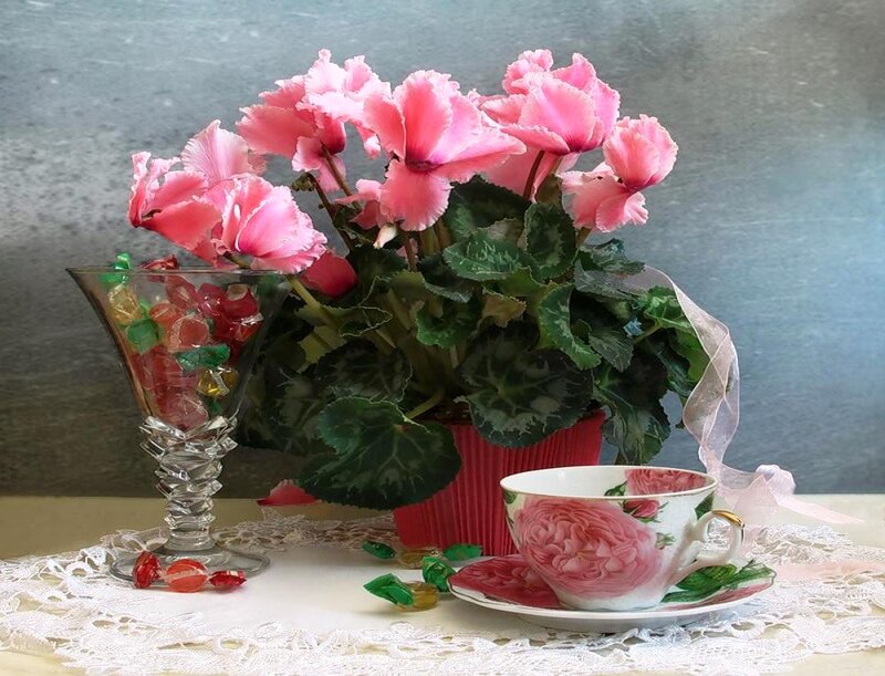 Pink Cyclamen Flowers — Calm, Photograph, Tea Cup