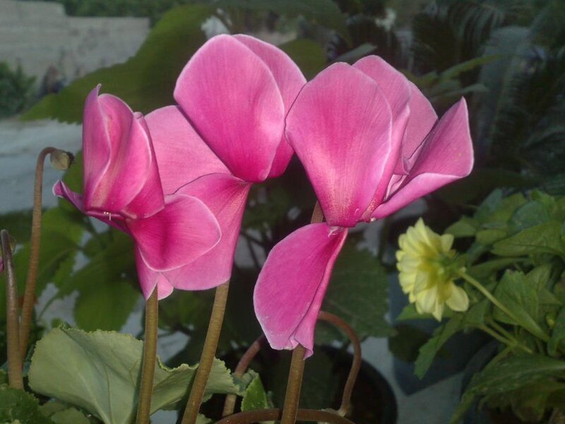Pink Cyclamen Flowers — Calm, Photograph