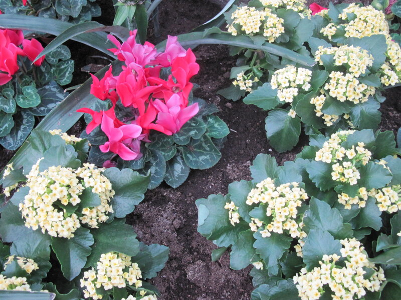 Pink Cyclamen Flowers — Calm, Photograph, Yellow Flowers