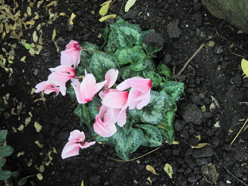 Pink Cyclamen Flowers — Calm, Spring, Photograph