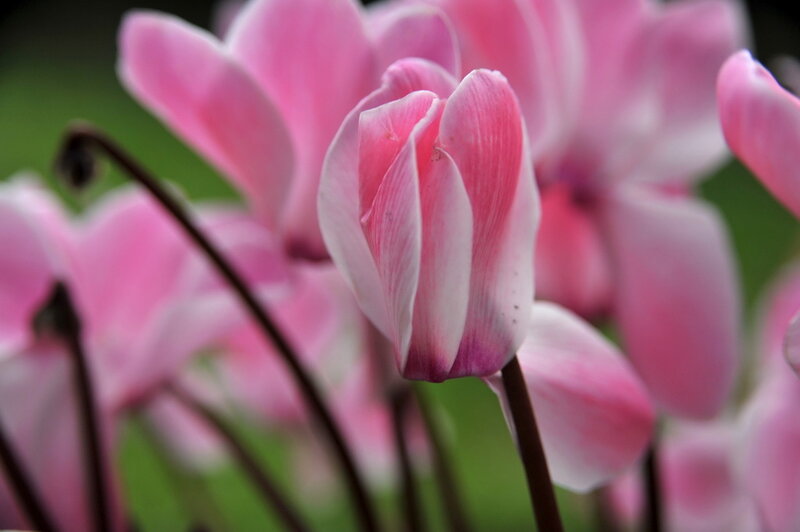 Pink Cyclamen Flowers — Calm, Spring