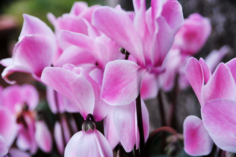 Pink Cyclamen Flowers — Calm