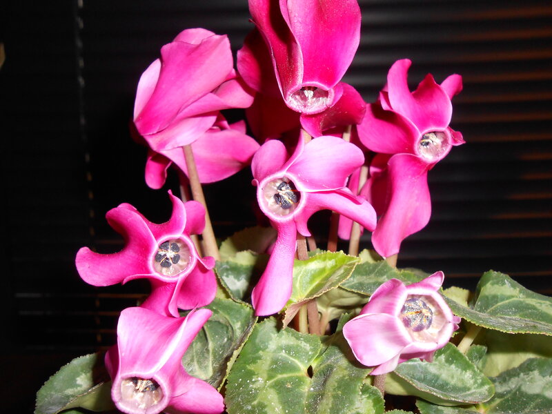 Pink Cyclamen Flowers — Dramatic, Night