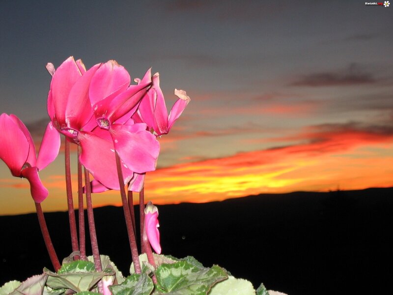 Pink Cyclamen Flowers — Dramatic, Sunset