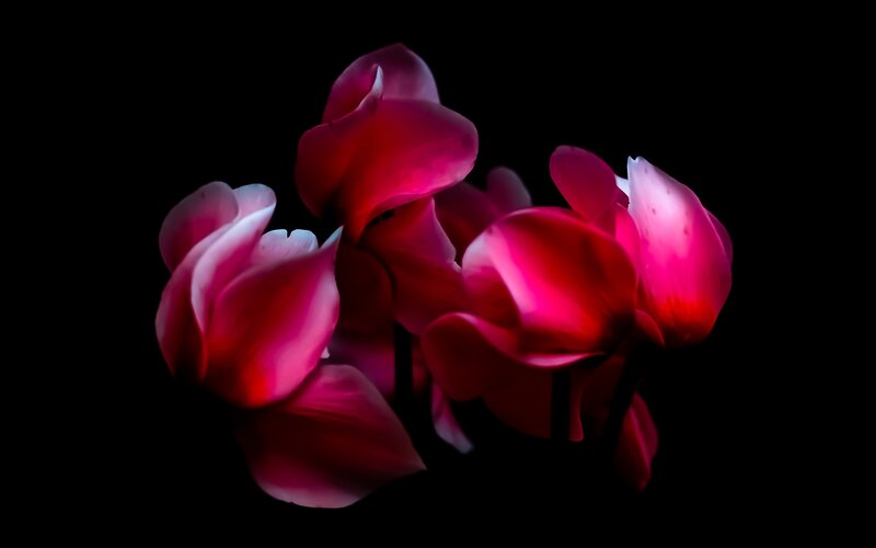 Pink Cyclamen Flowers — Dramatic