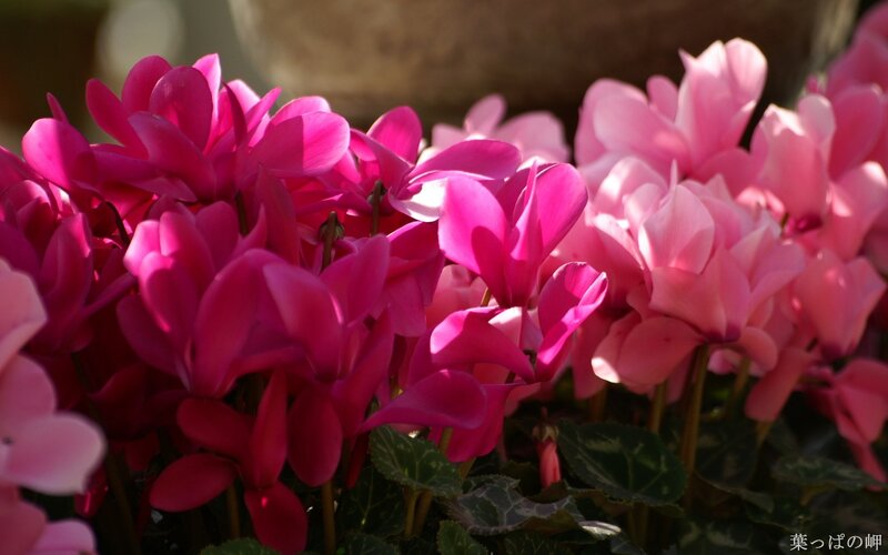 Pink cyclamen flowers in bloom
