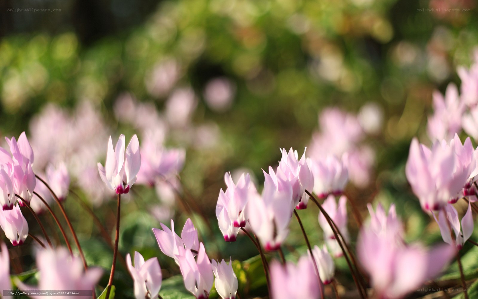 Pink cyclamen flowers in bloom