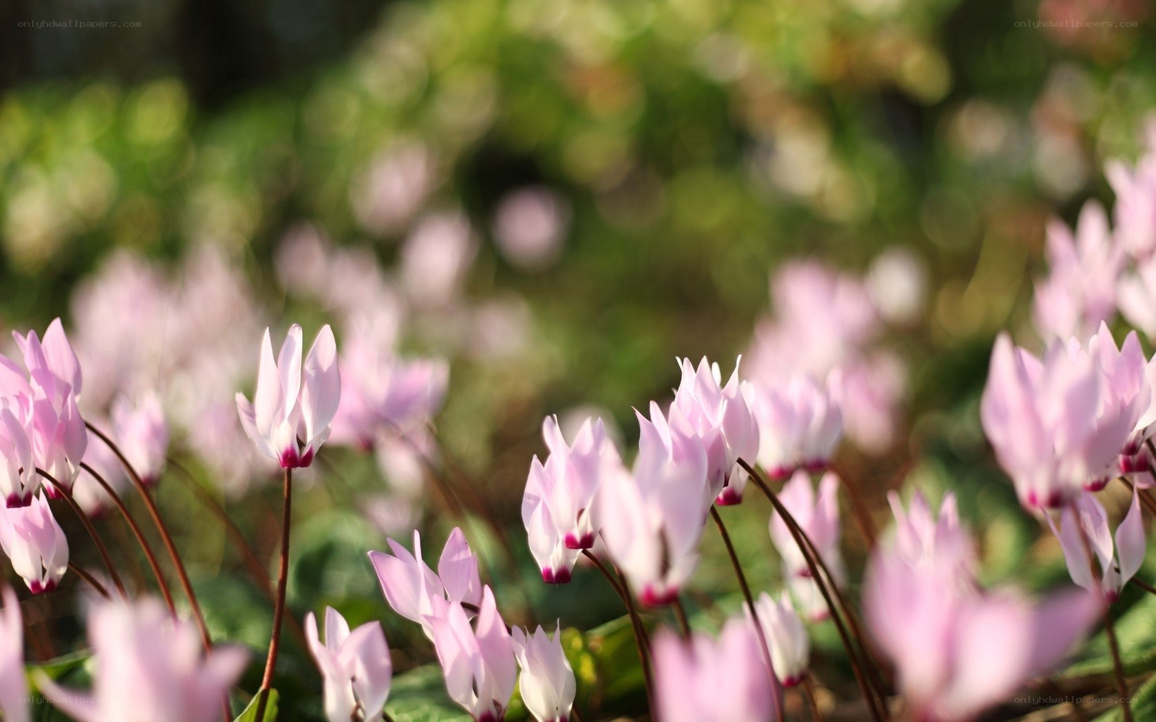 Pink cyclamen flowers in garden