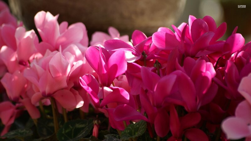 Pink Cyclamen Flowers — Serene, Afternoon