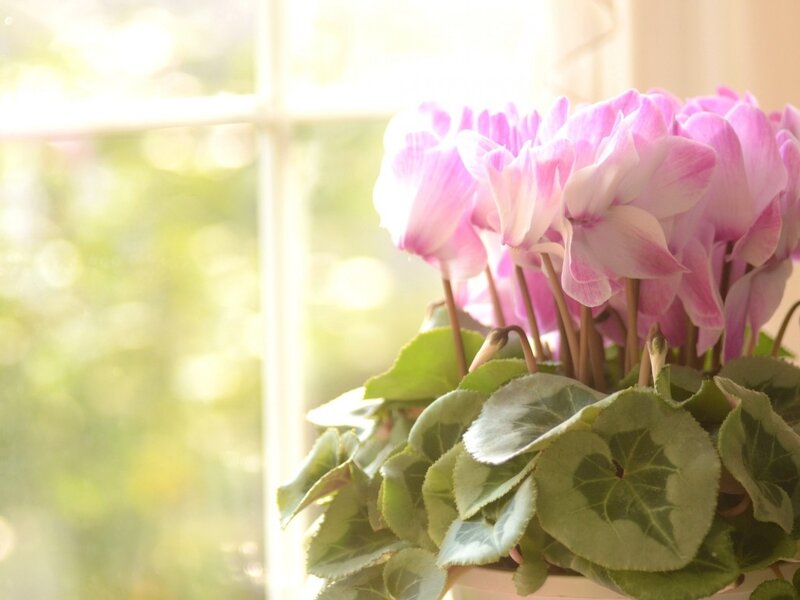 Pink Cyclamen Flowers — Serene, Morning