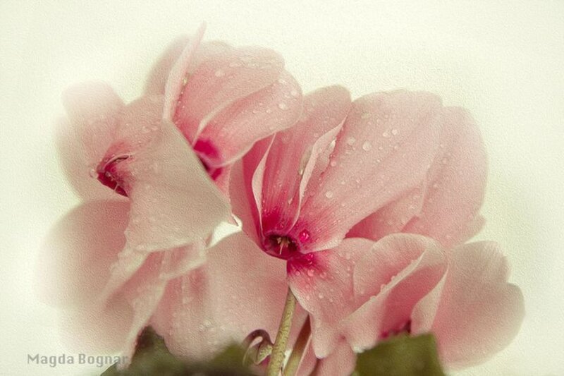 Pink Cyclamen Flowers — Serene, Photograph