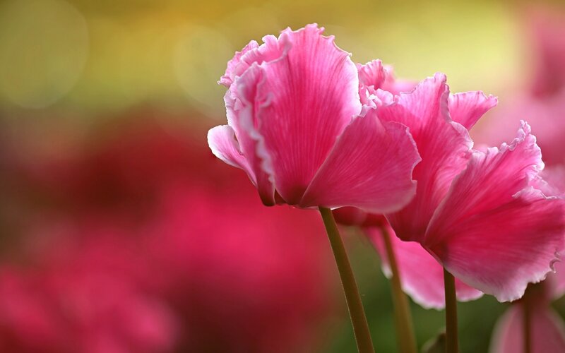 Pink Cyclamen Flowers — Serene, Spring
