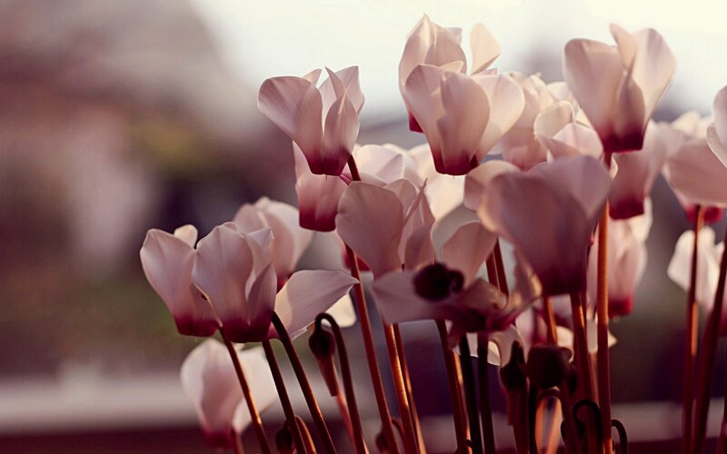 Pink Cyclamen Flowers — Serene, Sunset