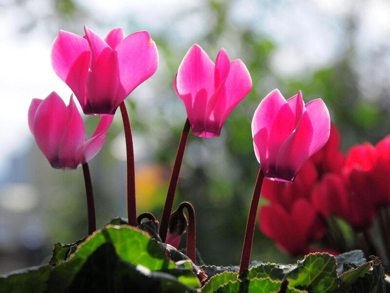 Pink Cyclamen Flowers — Serene