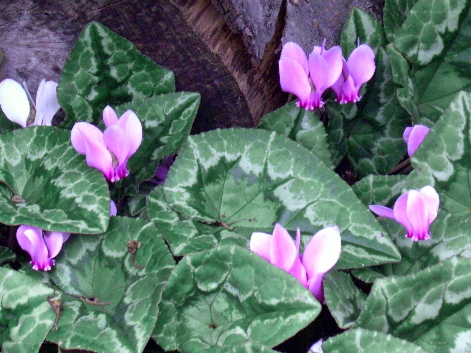 pink cyclamen flowers