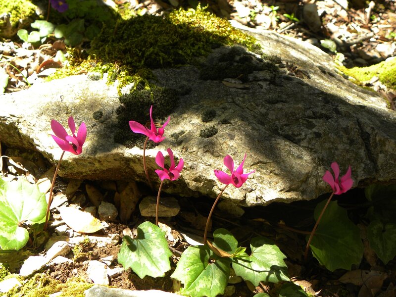 Pink cyclamens by a mossy rock