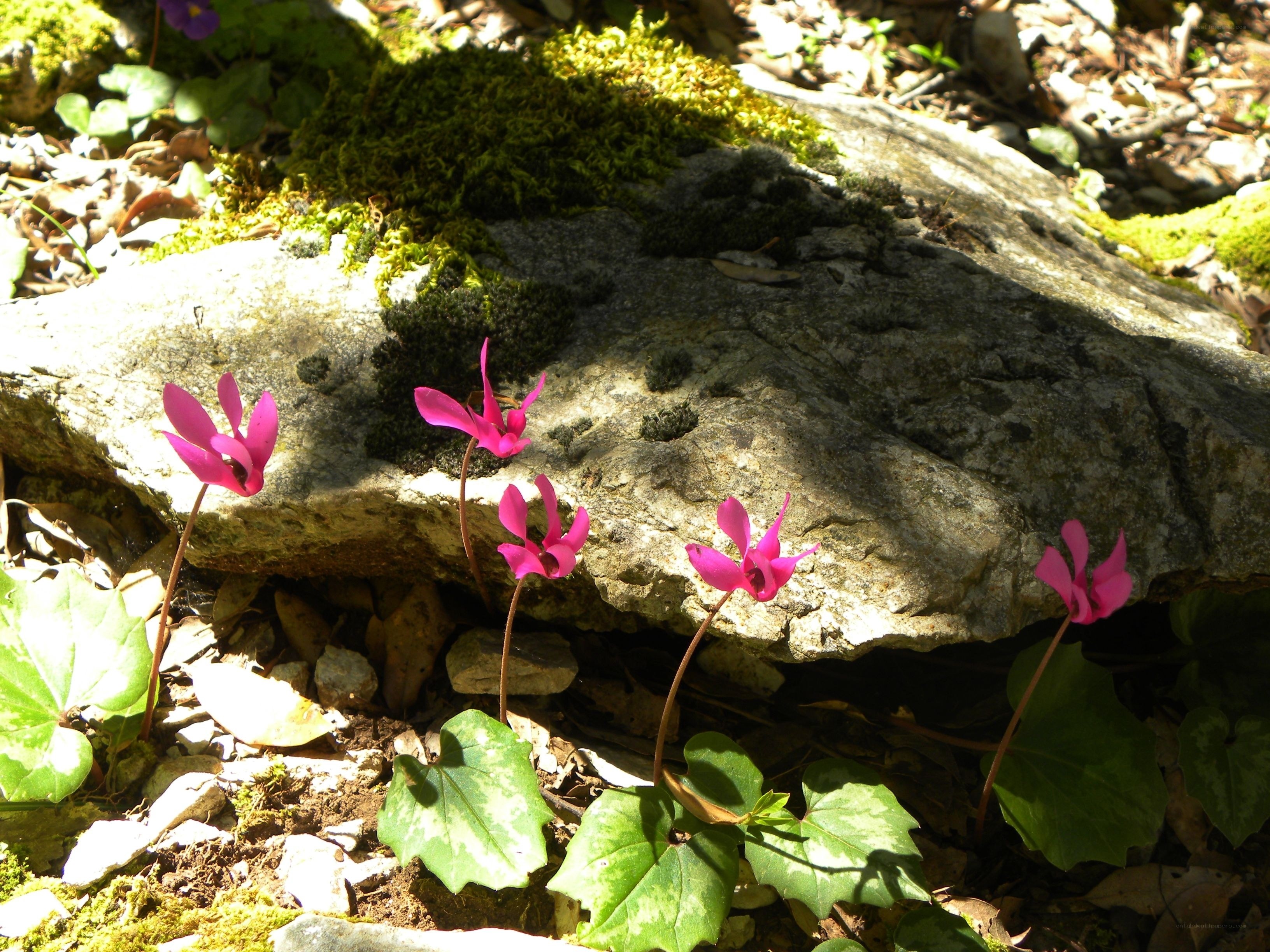 Pink cyclamens by a mossy rock