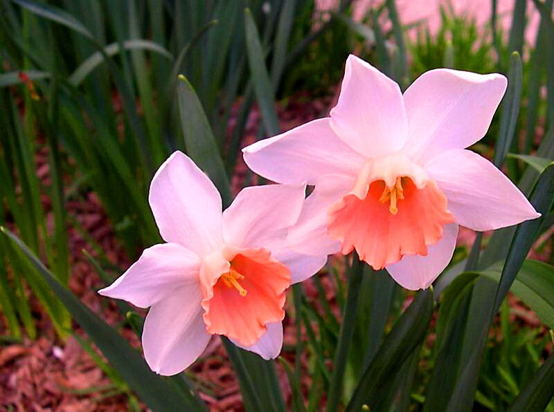 Pink Daffodils in Bloom