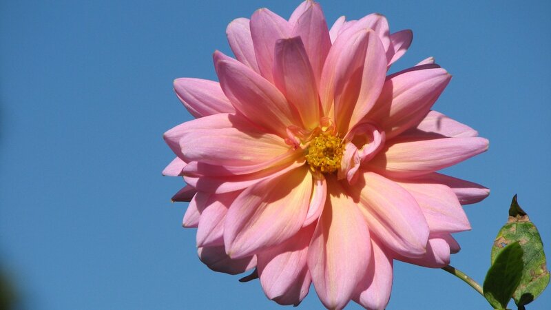 pink dahlia against blue sky