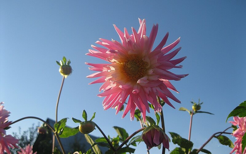 Pink dahlia against blue sky