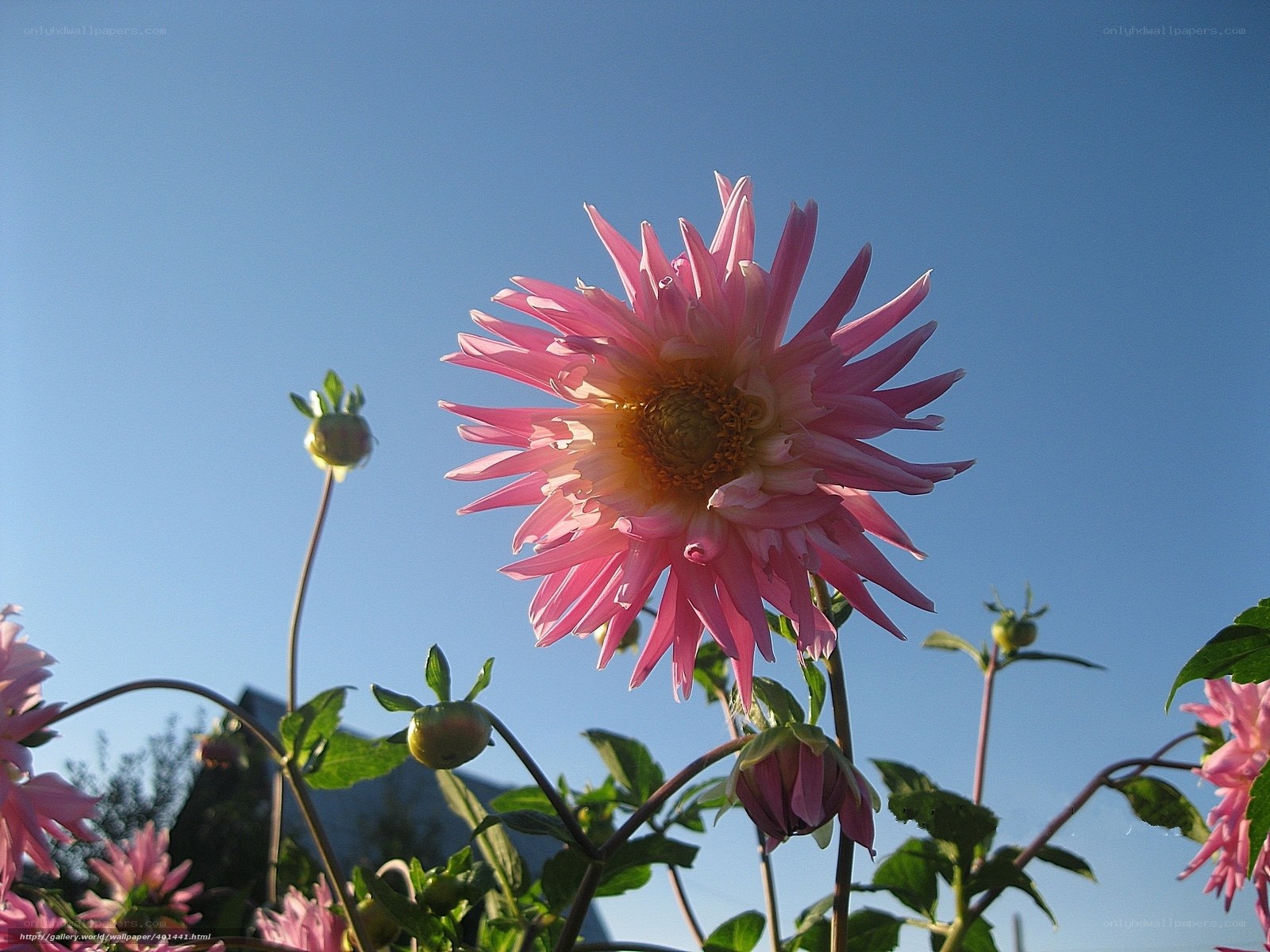 Pink dahlia against blue sky