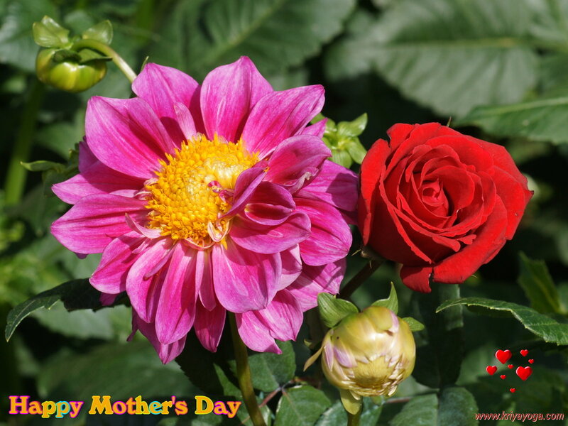 Pink Dahlia and Red Rose