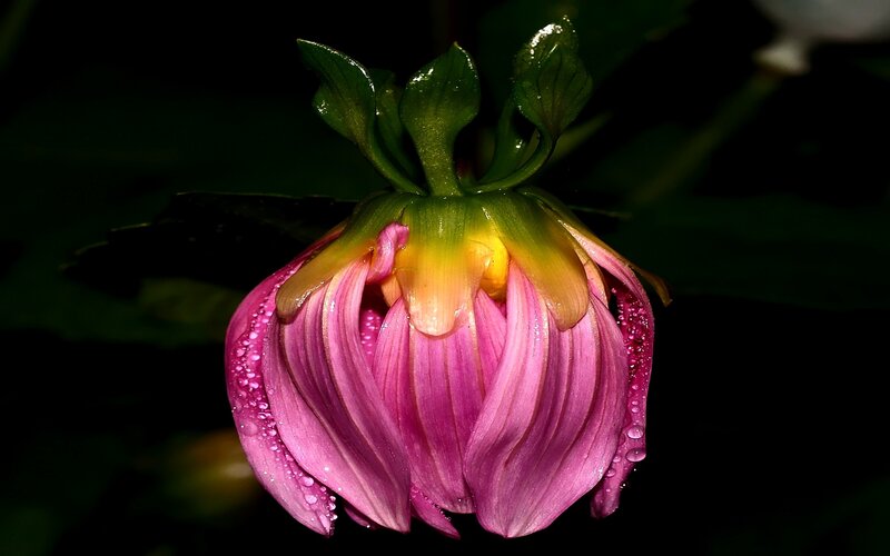 Pink dahlia bud with water droplets