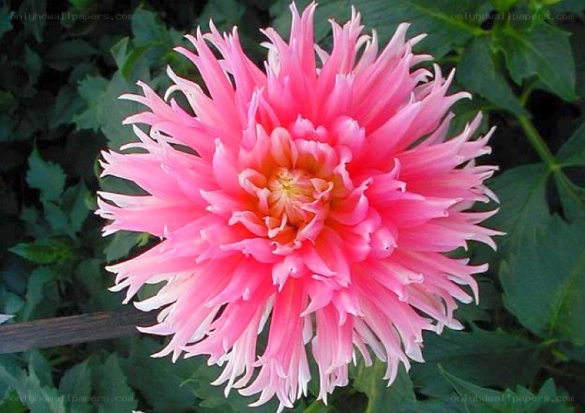 Pink dahlia flower
