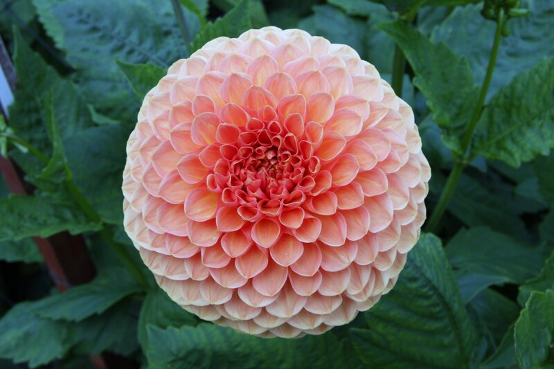 Pink dahlia flower