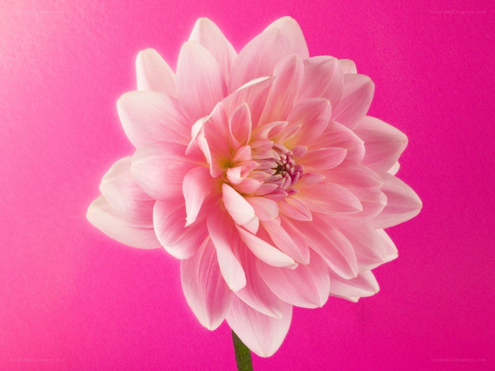 Pink dahlia flower