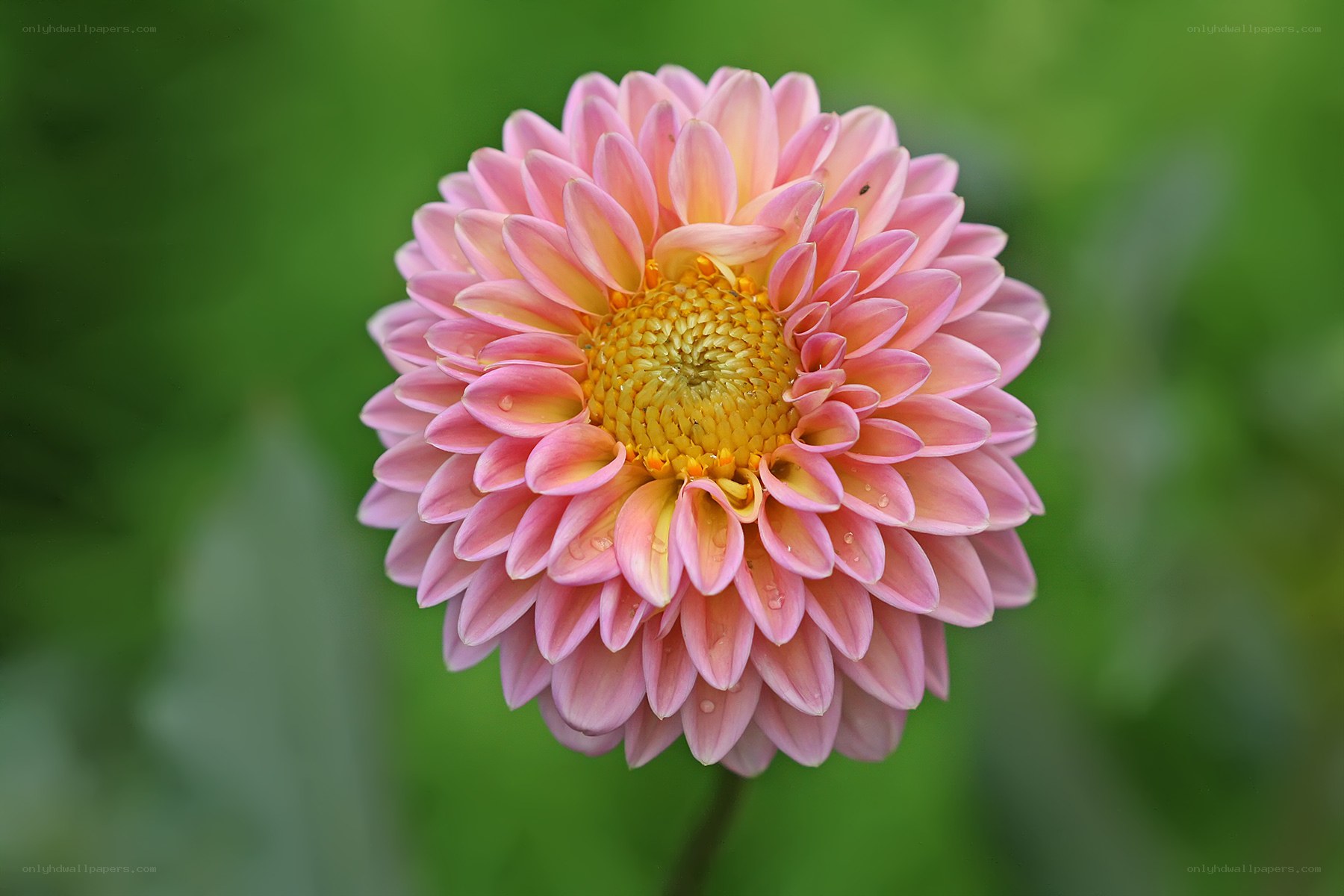 Pink dahlia flower