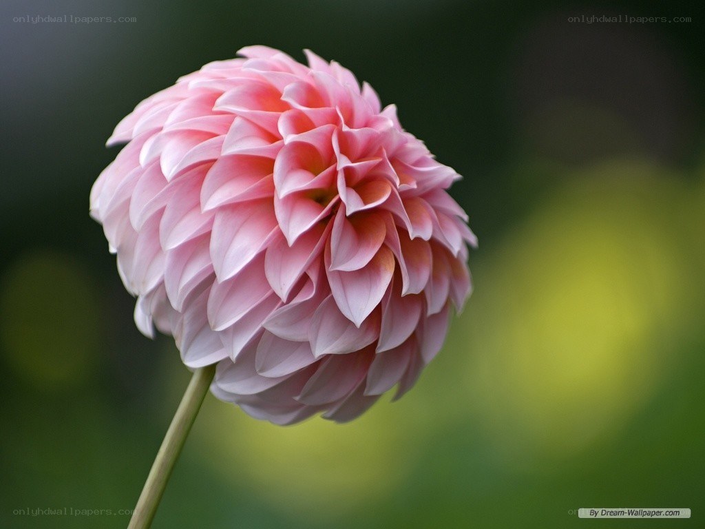 Pink dahlia flower