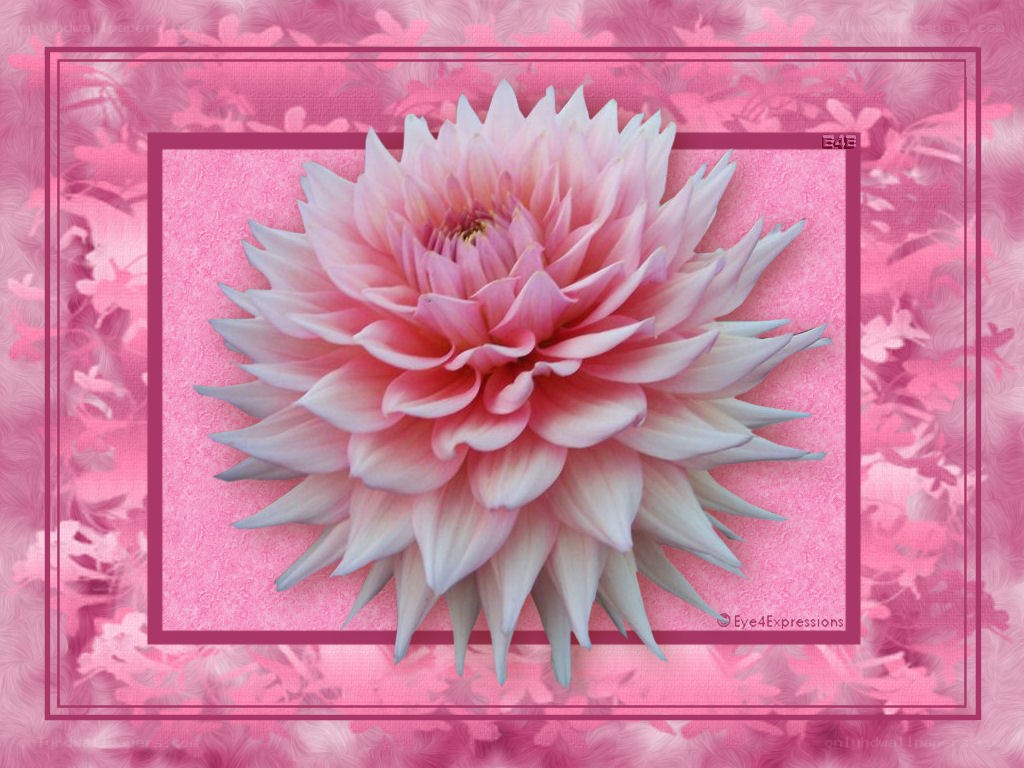 Pink dahlia flower