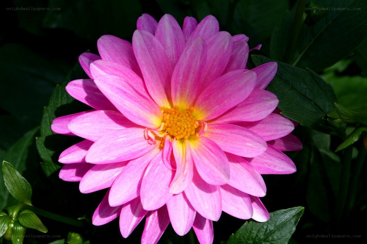Pink dahlia flower
