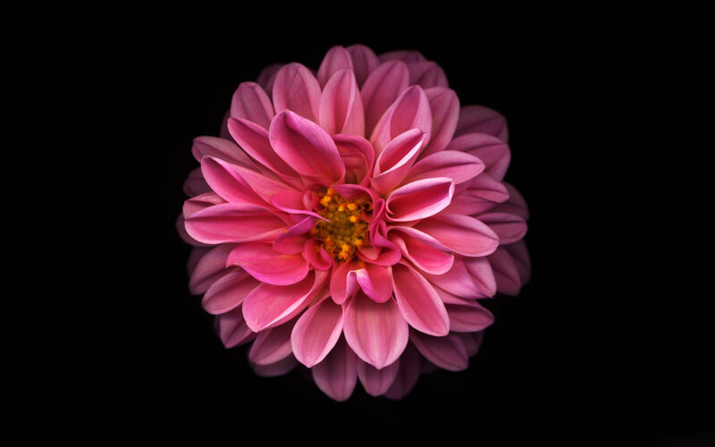 pink dahlia flower