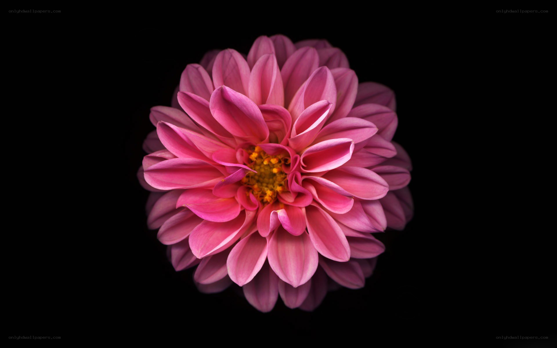 pink dahlia flower