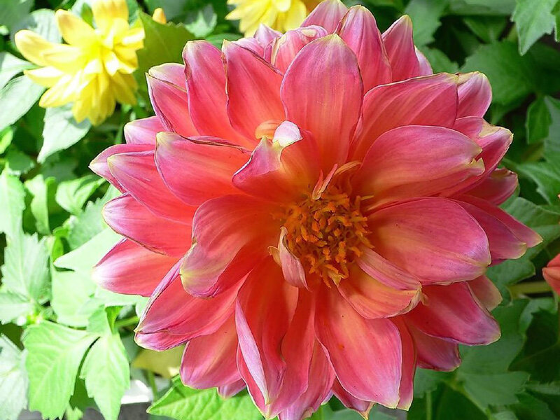 pink dahlia flower