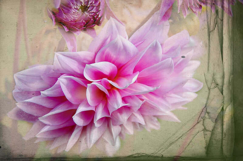 Pink dahlia flower art