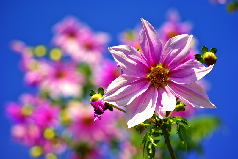 Pink Dahlia Flower — Bright, Afternoon, Photograph, Buds