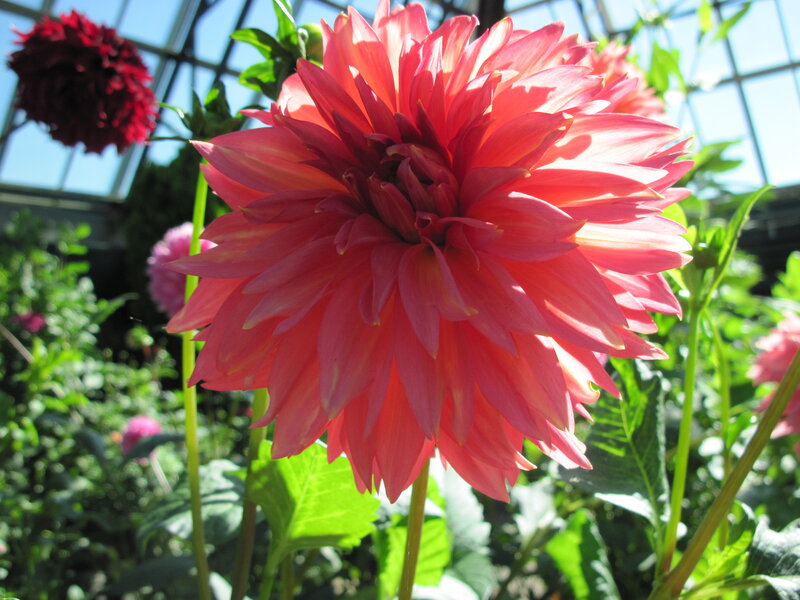 Pink Dahlia Flower — Bright, Afternoon