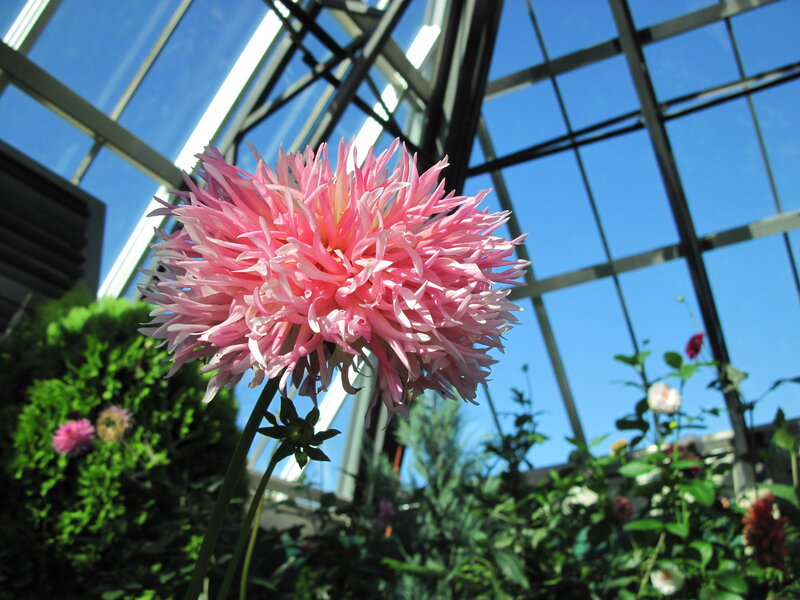 Pink Dahlia Flower — Bright
