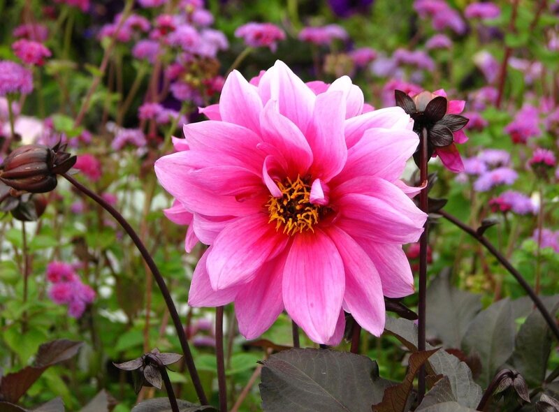 Pink Dahlia Flower — Calm, Afternoon, Photograph, Bud, Leaf