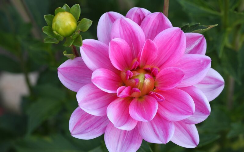 Pink Dahlia Flower — Calm, Afternoon, Photograph, Bud