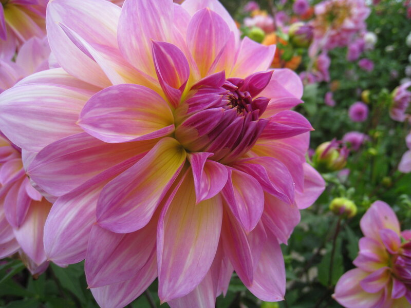 Pink Dahlia Flower — Calm, Afternoon, Photograph, Buds