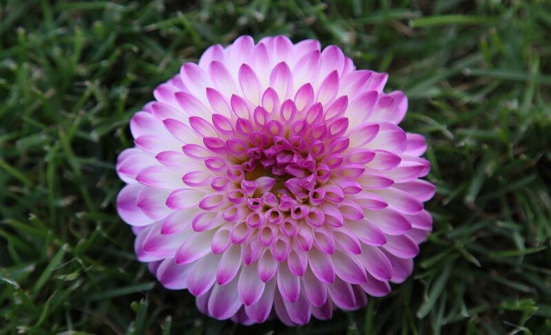 Pink Dahlia Flower — Calm, Afternoon, Photograph, Grass