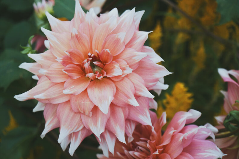 Pink Dahlia Flower — Calm, Afternoon, Photograph, Green Leaves, Yellow Flowers