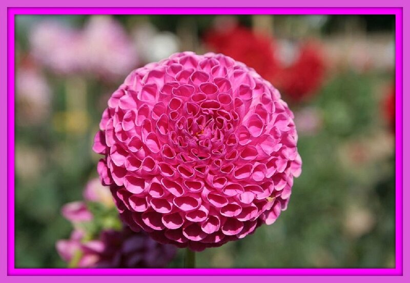 Pink Dahlia Flower — Calm, Afternoon, Photograph, Greenery
